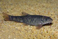 Garrarufas 3-4 cm (200 peces)