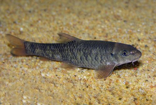Garrarufas 3-4 cm (100 peces)