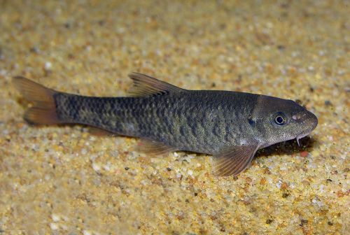 Garrarufas 3-4 cm (200 peces)